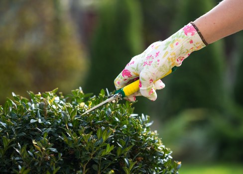 Professional garden clearance service in Walthamstow